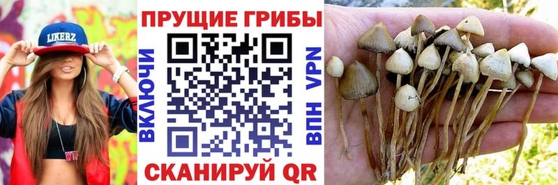 Галлюциногенные грибы Psilocybe  продажа наркотиков  гидра ссылка  Лакинск 